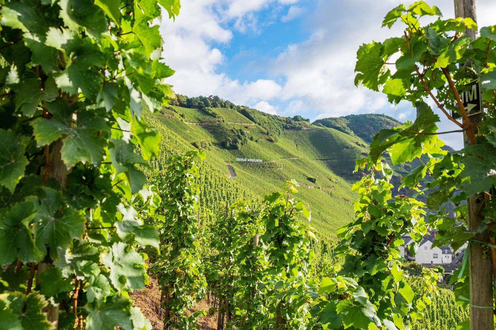 Weingut / Gaestehaus Gerlach Ürzig エクステリア 写真